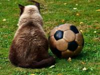 华体会入口-切尔西后防实现零封，稳住联赛领先优势